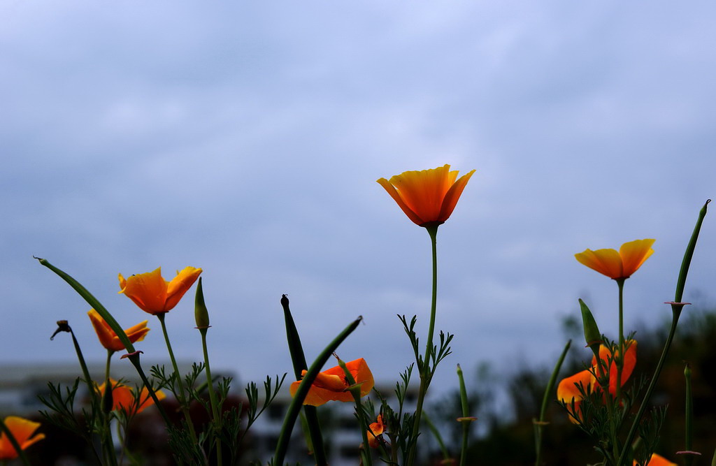 春花 摄影 无根水