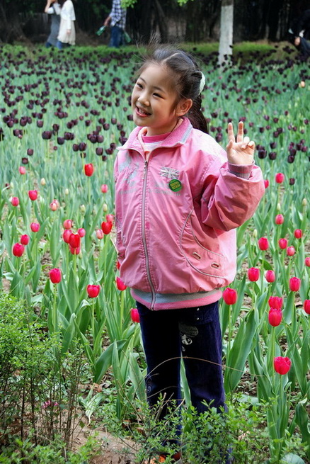 郁金香花畦旁 摄影 译书人