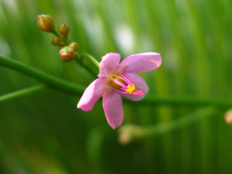 小花之韵 摄影 青花鱼