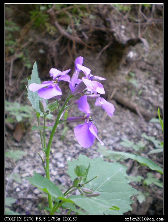 花卉 摄影 orion2010