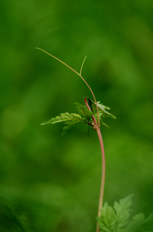 小草 摄影 明月随心