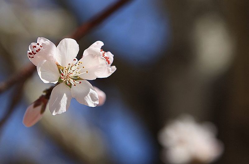 花儿开 摄影 月儿湾湾