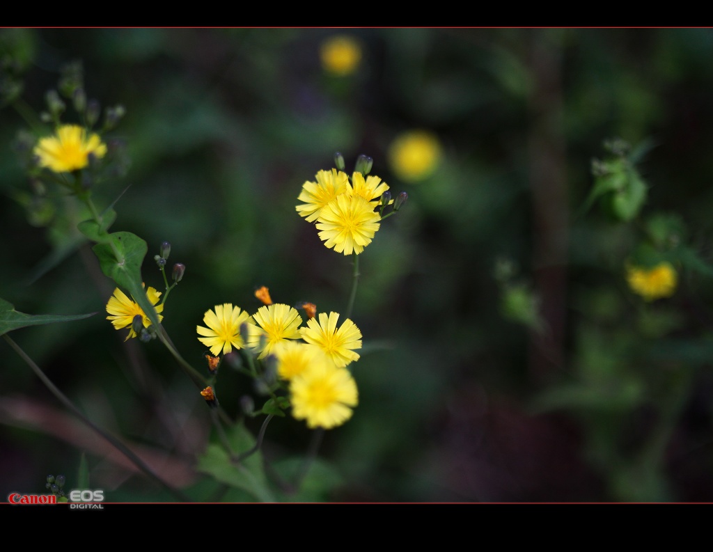 小花 摄影 斗斗星