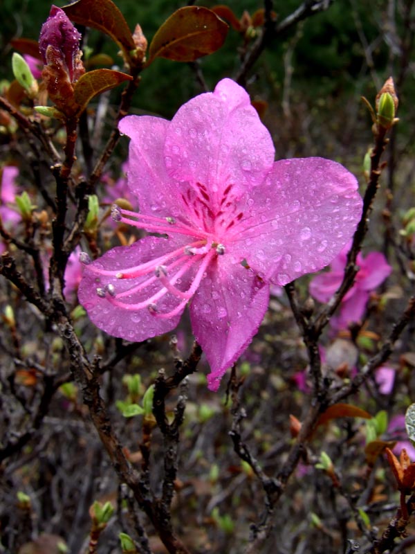 春雨催花 摄影 寒疆雪