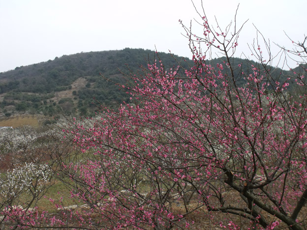 梅云重锦 摄影 烛花