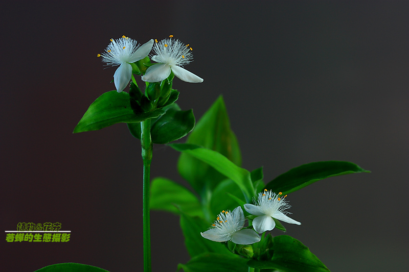 小白花 摄影 若蝉