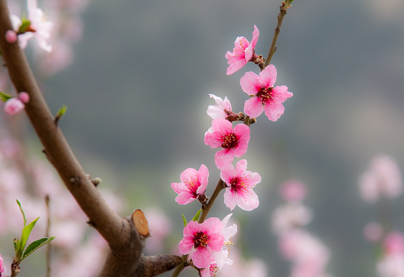 桃花 摄影 wanyiwan