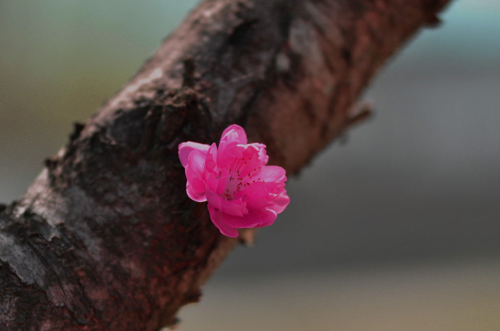 桃 花 摄影 huoshankou