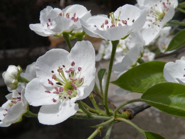 梨花点点 摄影 马陵带刀护卫