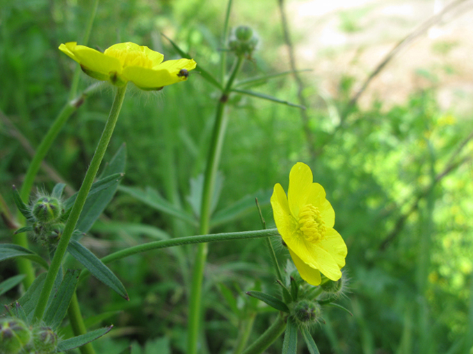 小花 摄影 任风