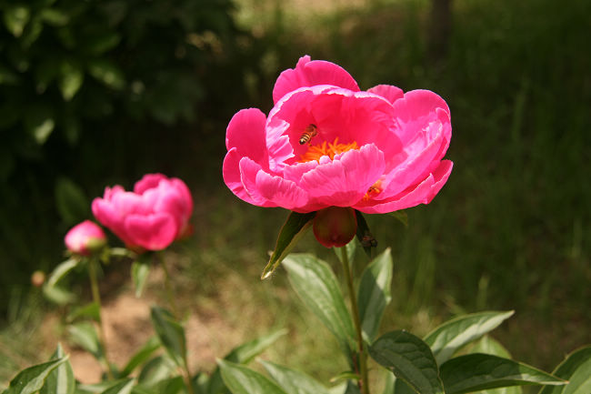 芍药花开 摄影 云游鹤