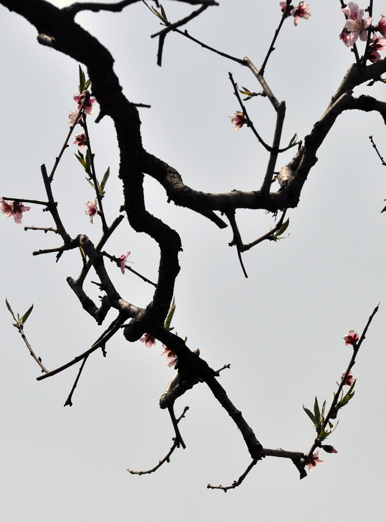 桃 花 摄影 huoshankou