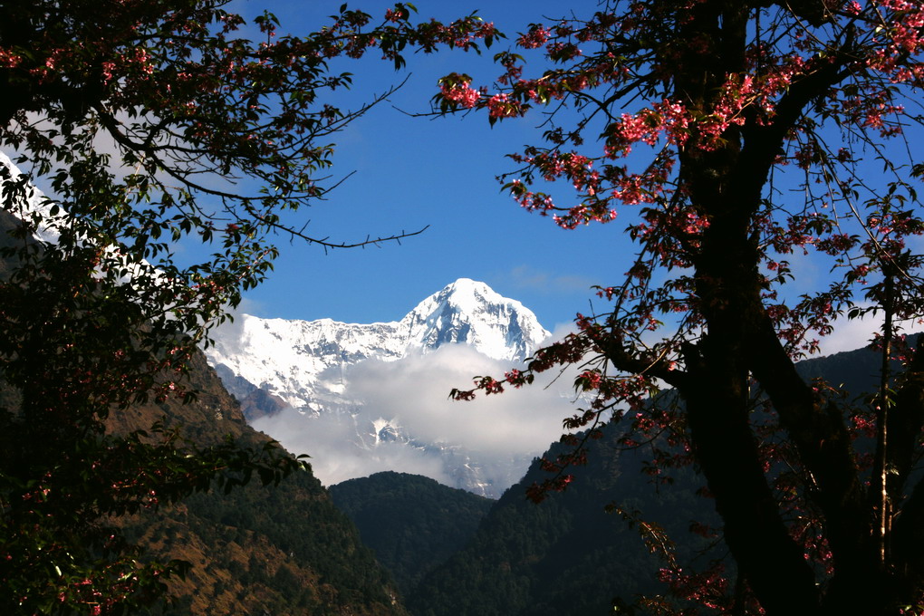 藏在青山绿树后的雪山 摄影 健民