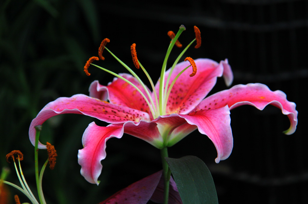 百合花 摄影 慕容林海