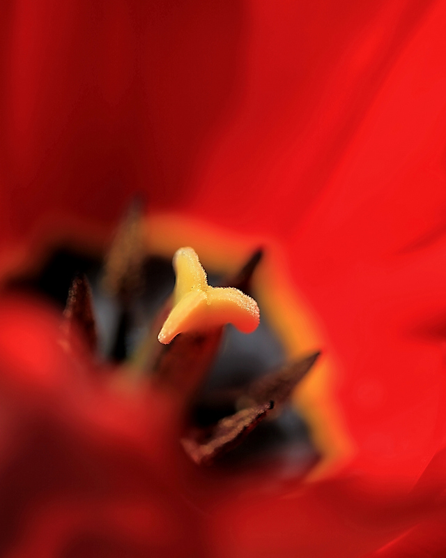 郁金香花蕊 摄影 源上人