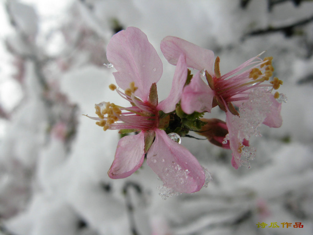 雪之泪 摄影 诗瓜