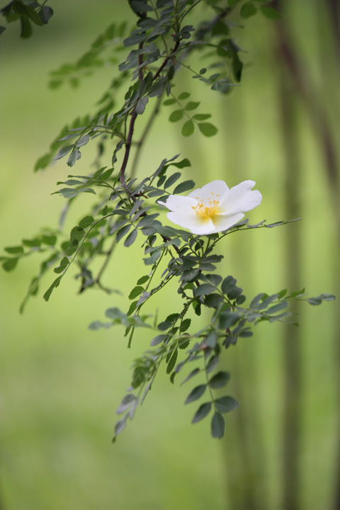 xat001花卉一组 摄影 找小殷