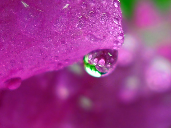 雨后杜鹃 摄影 无音