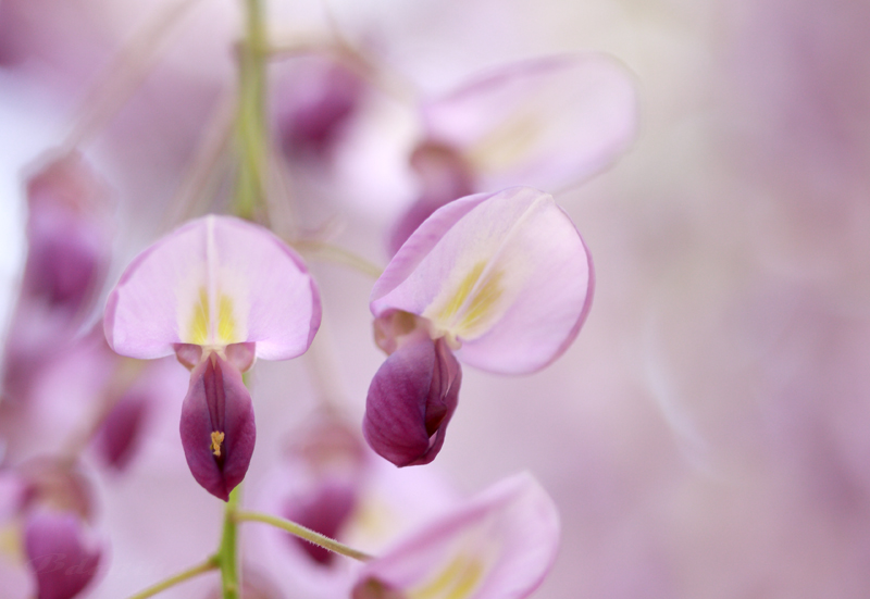 藤花 摄影 Bdaqing