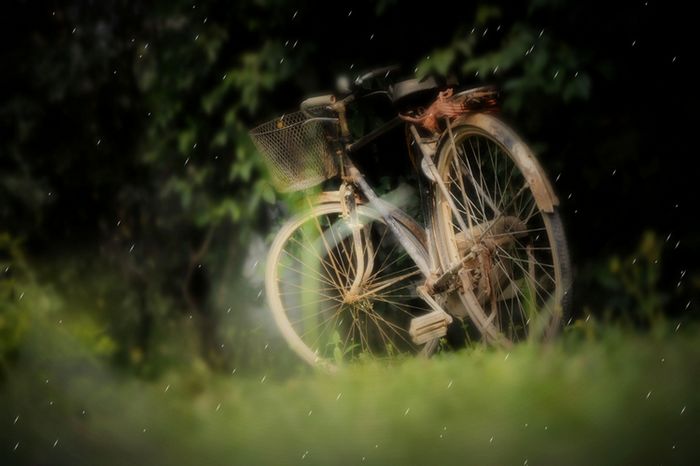 凤凰牌自行车 摄影 千彩雨