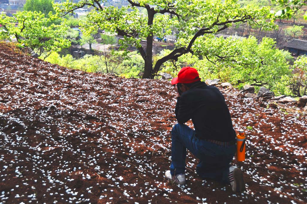 疑是雪花洒满地——凋谢的梨花 摄影 小玩童