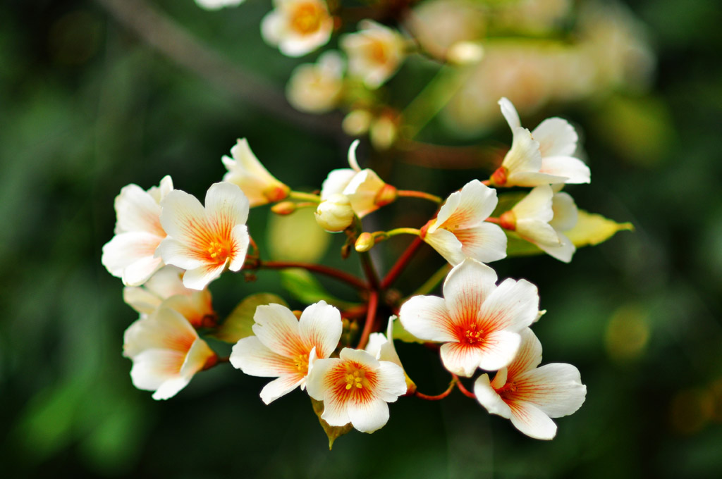 花花 摄影 大小鱼