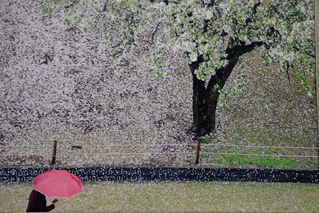 花瓣雨 摄影 风的承诺