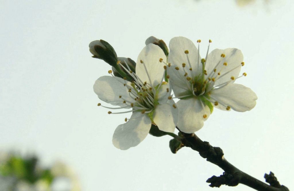 李子花 摄影 lioulanghan