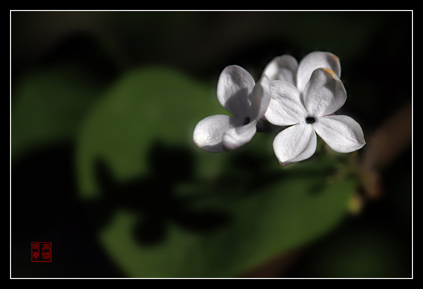 丁香花 摄影 高然