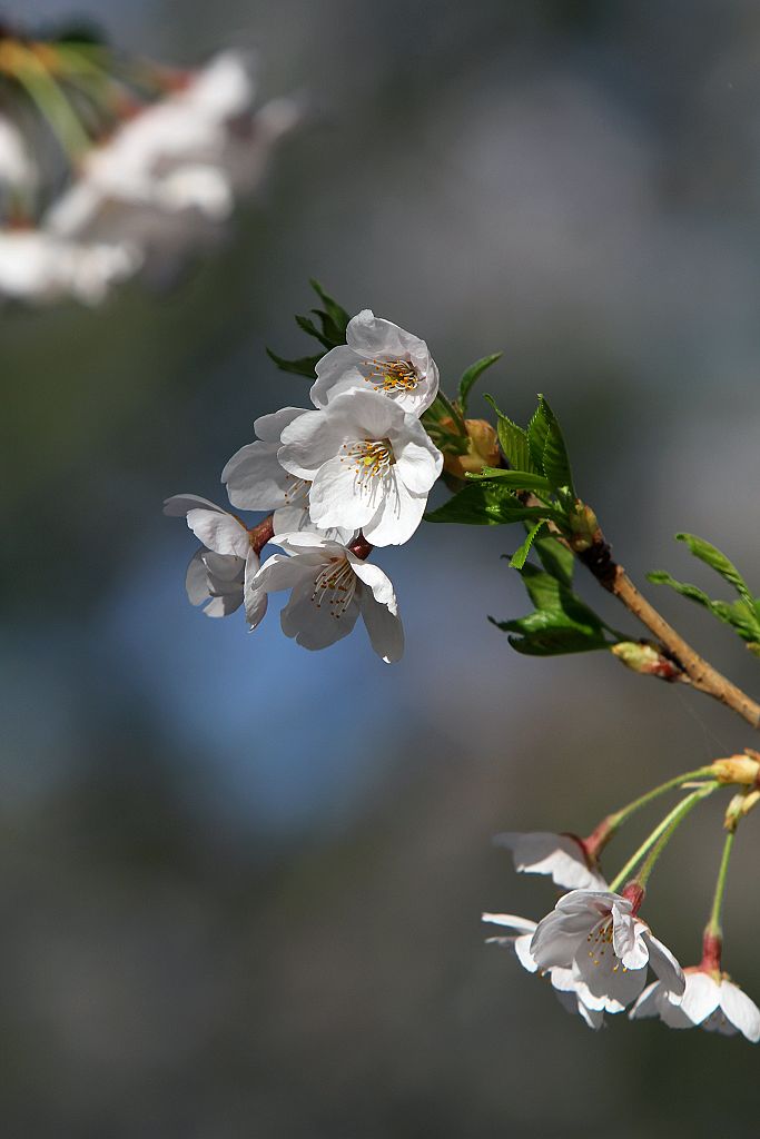 樱花 摄影 兆龙李