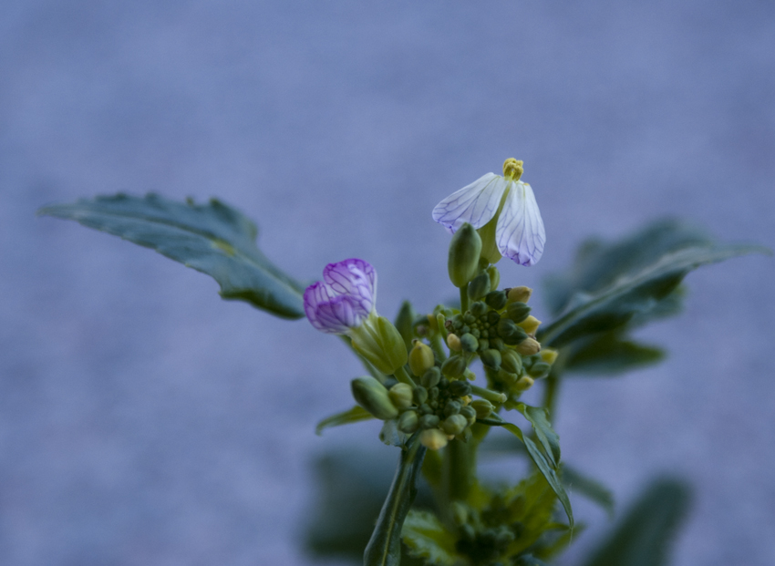 萝卜开花也精彩 摄影 千瓠庐主