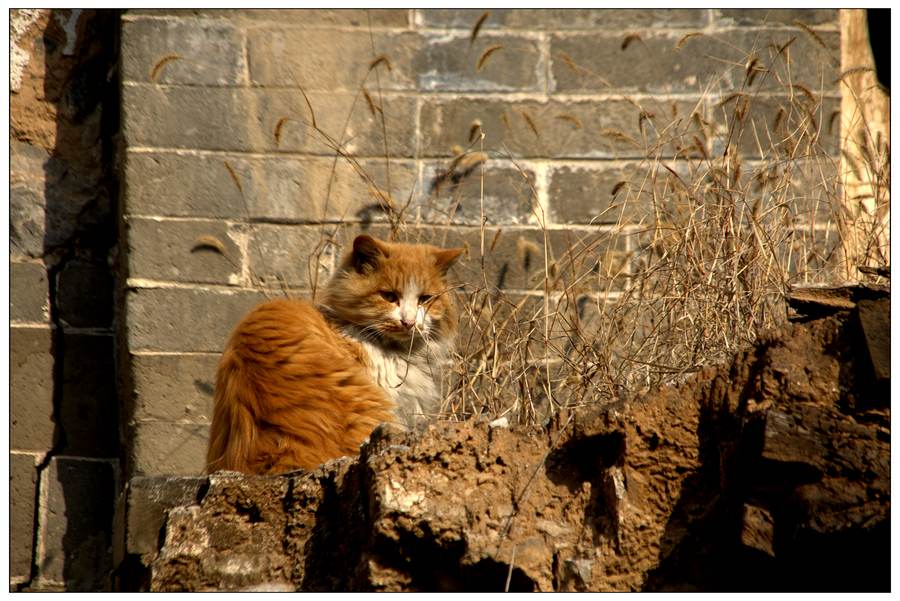 野猫 摄影 德旭