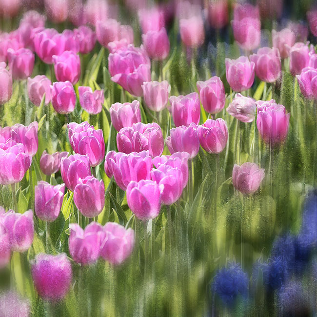 花海一瞥 摄影 明浩