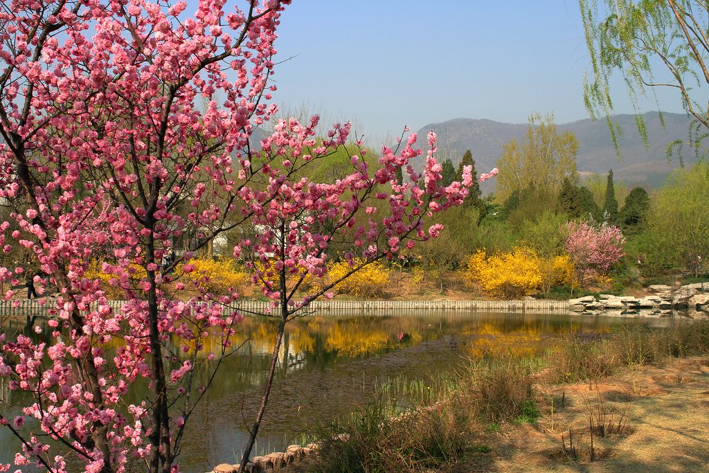 桃花 摄影 兆龙李