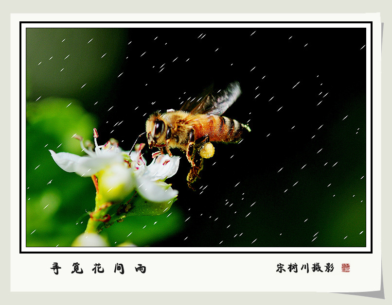 寻觅花间雨 摄影 宋树川