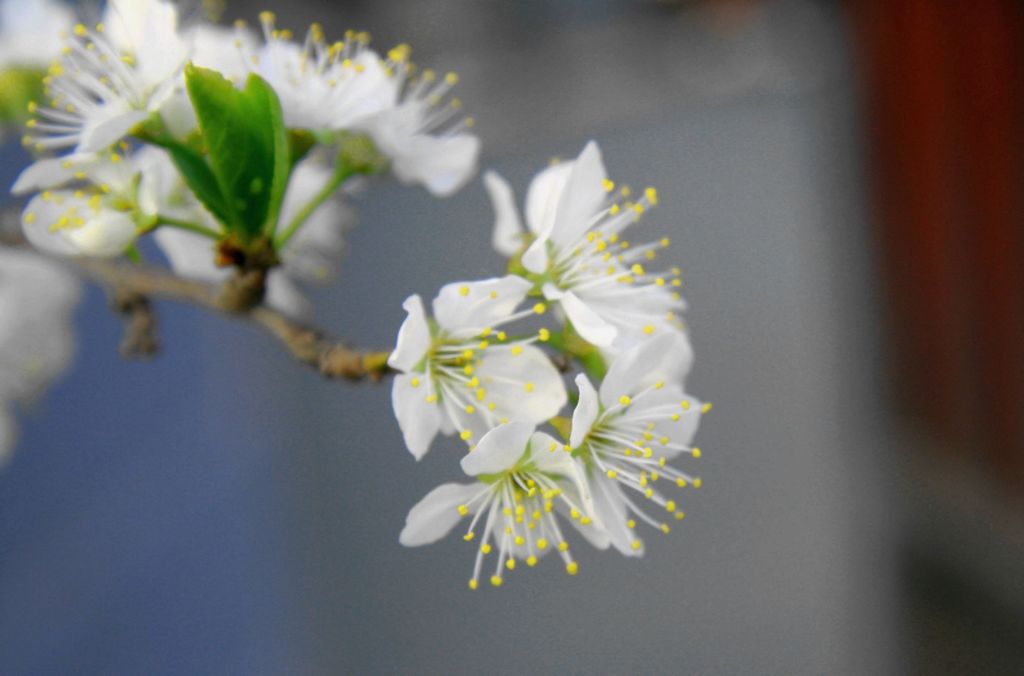 李子花 摄影 lioulanghan