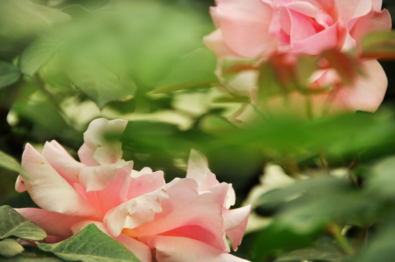 恋 摄影 芒野