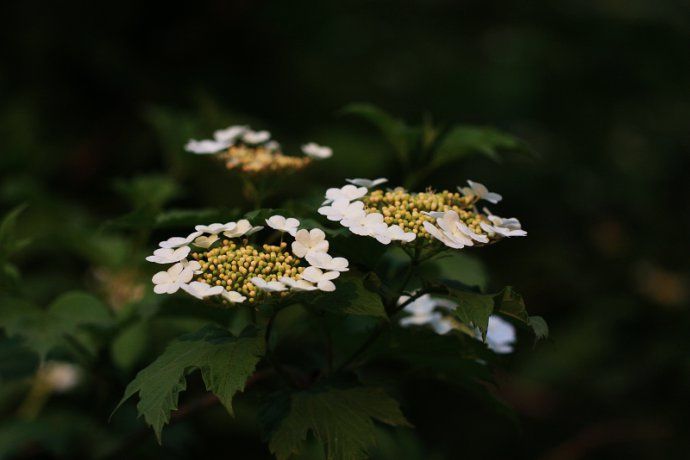 一朵一朵 摄影 砖房