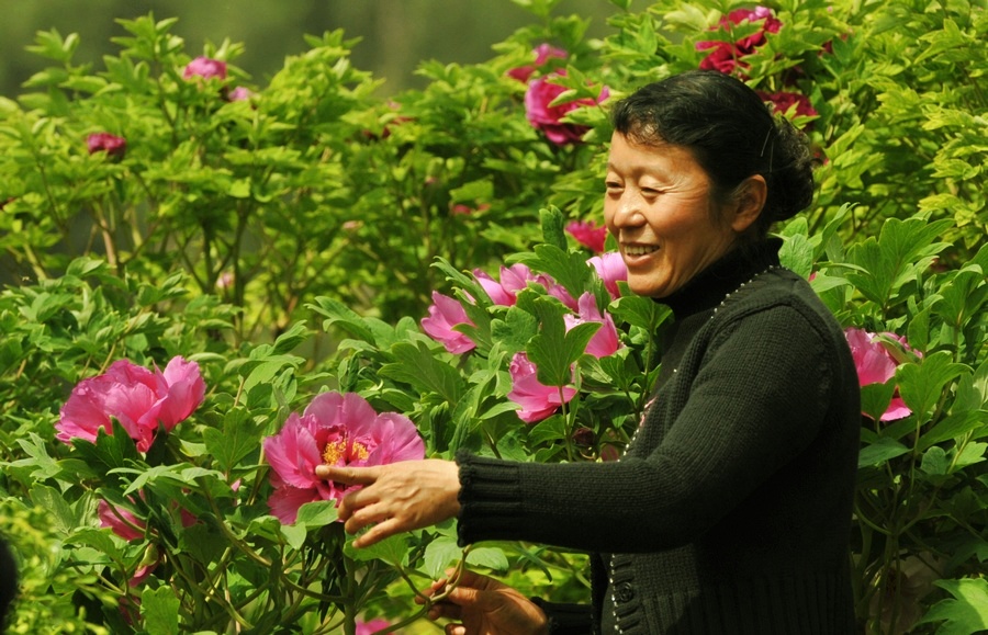 赏花人 摄影 橄榄树枝