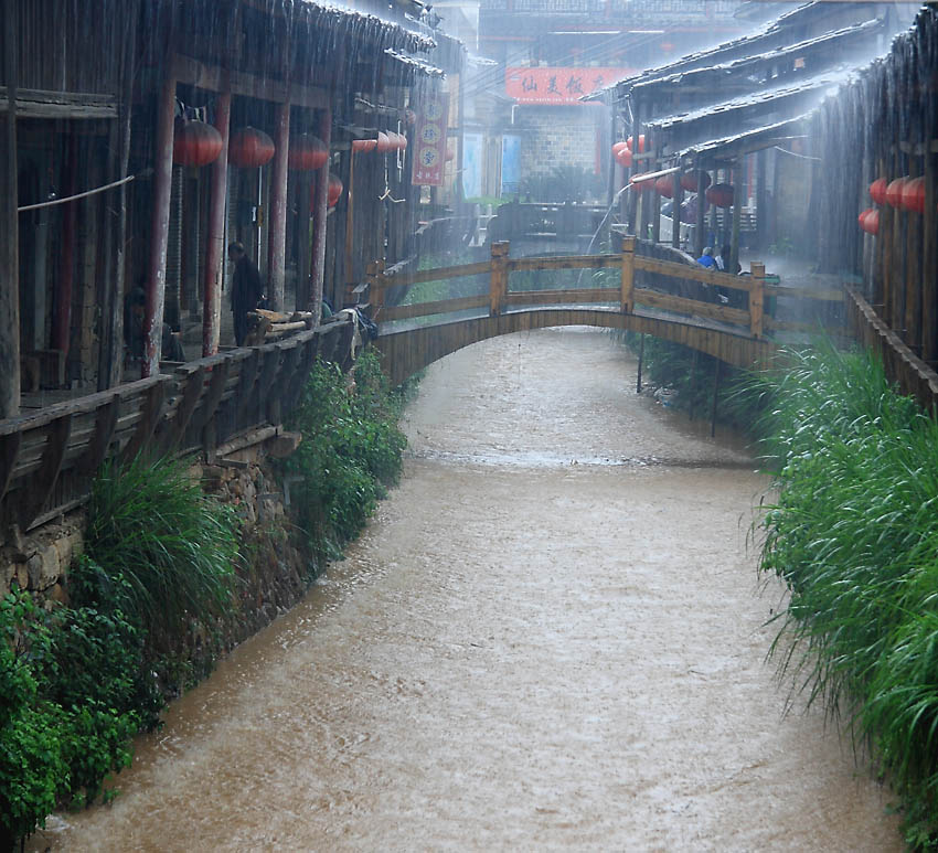 春雨下梅 摄影 老过