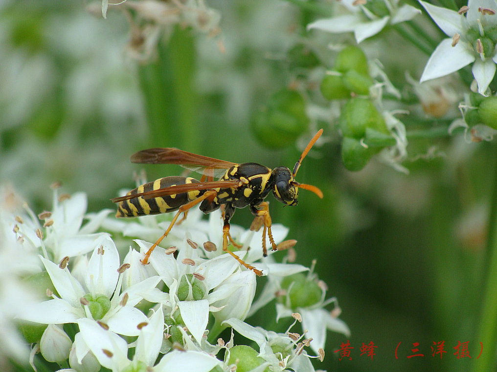 黄蜂 摄影 三洋