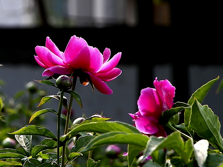 花语 摄影 池塘月色