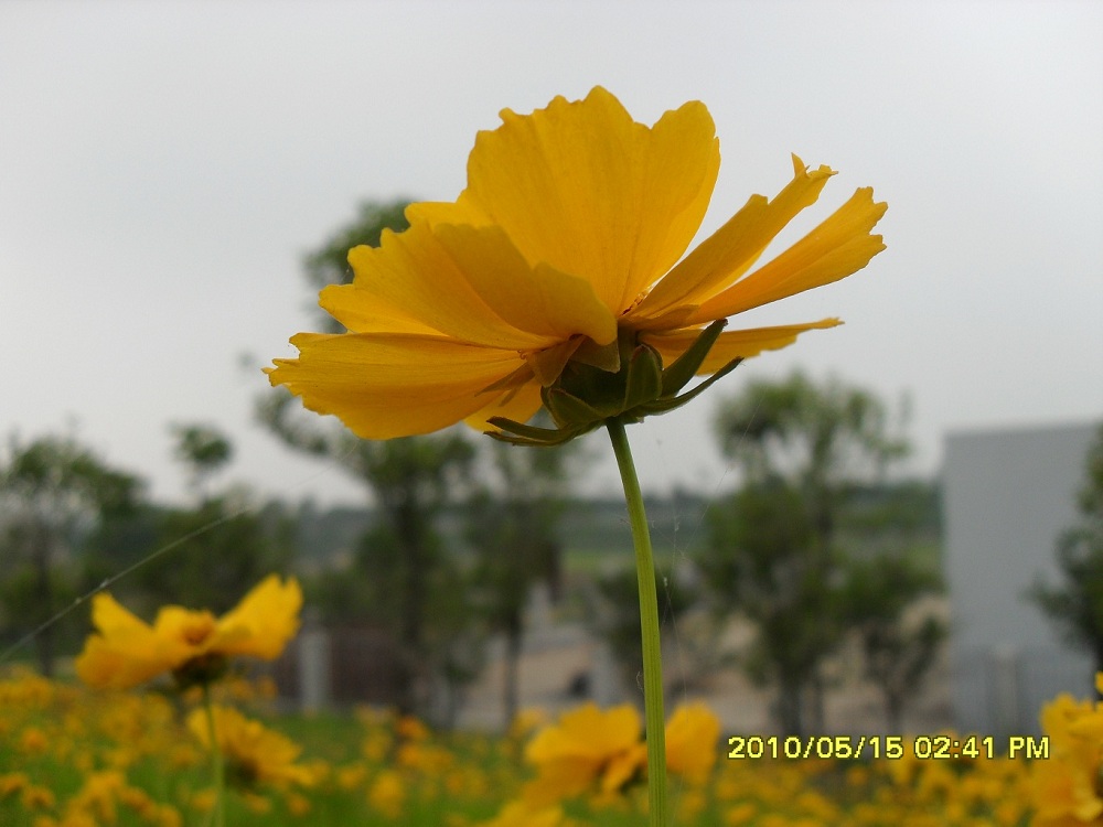 不知名的花 摄影 香格里拉820