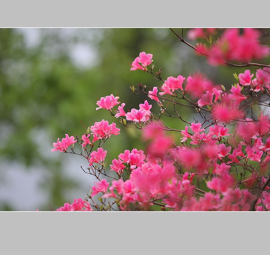 杜鹃(二） 摄影 小鸡看草原