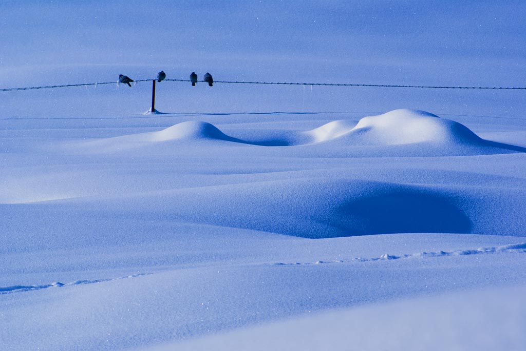 等 待 摄影 雪山飞豹