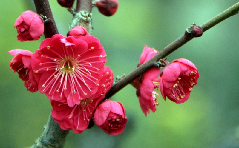 红梅花开 摄影 池之以恒