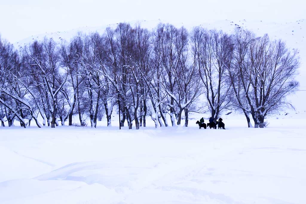 雪中行 摄影 雪山飞豹