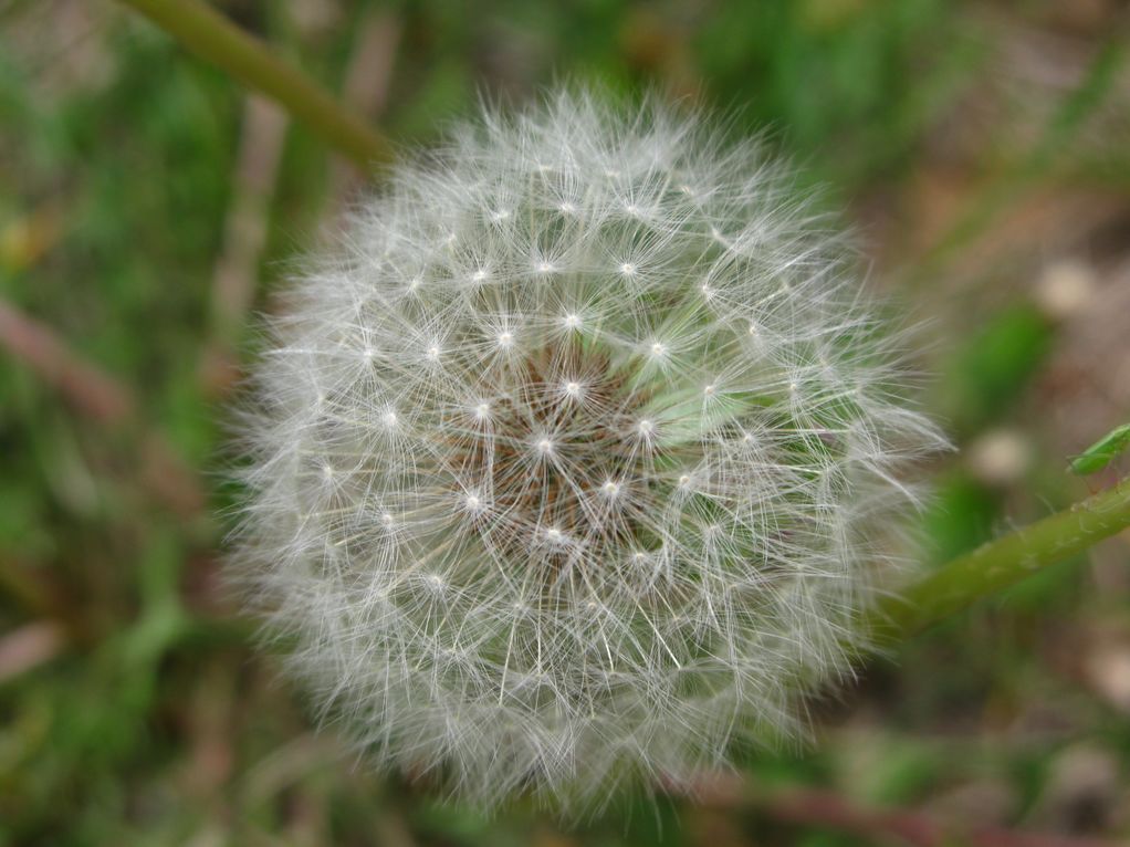 白色的蒲公英 摄影 新护花使者