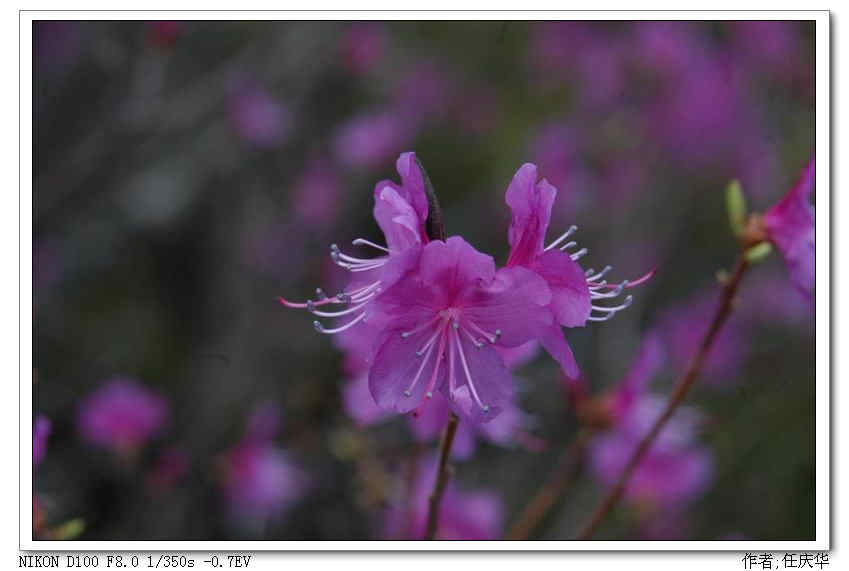 杜鹃花开 摄影 任庆华