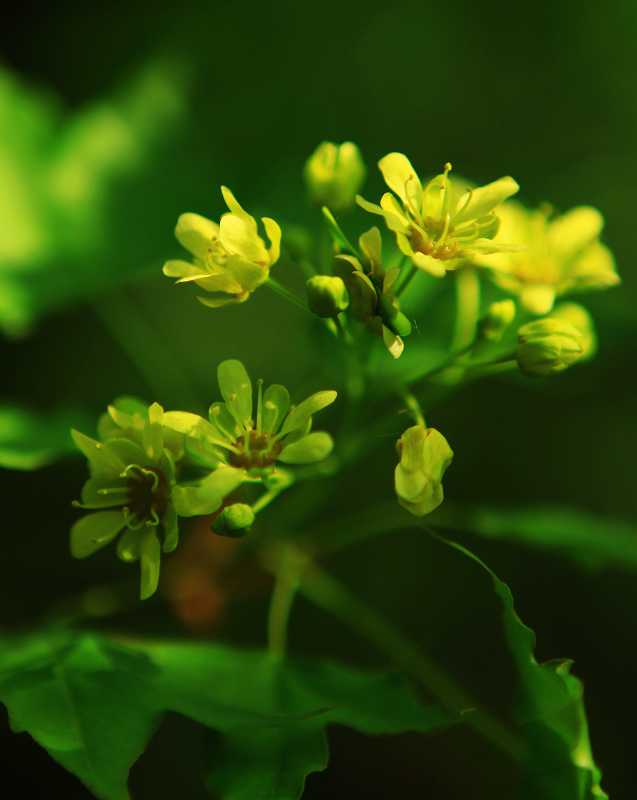 花 摄影 桂玉斋